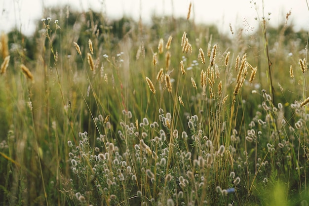 Hierbas silvestres en el prado de verano Trébol de pie de conejo esponjoso en praderas en el campo de la tarde Trifolium arvense Papel tapiz floral Imagen atmosférica