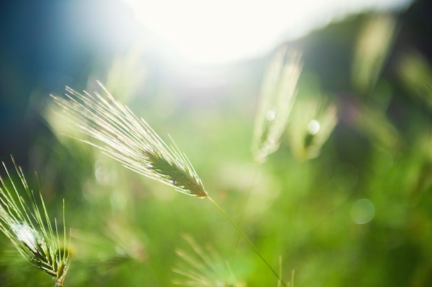 Hierbas verdes silvestres en la luz del sol de la mañana. Imagen macro. Hermoso fondo de naturaleza de verano