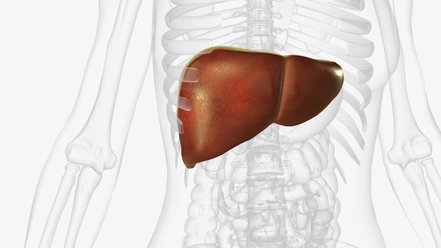 El hígado es un órgano grande en el abdomen que realiza muchas funciones corporales importantes, incluida la filtración de la sangre