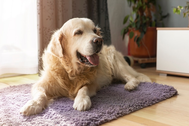 High Angle Labrador sitzt auf Teppich