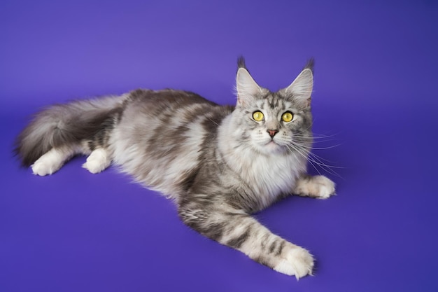 High Angle Shot Maine Coon Cat schwarz silber klassische Tabby weiße Farbe liegend auf blauem Hintergrund