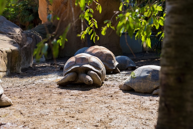 High Angle View von Riesenschildkröten auf dem Feld im Zoo. Sommerzeit.