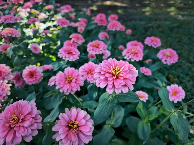 High Angle View von rosa Blumen im Garten