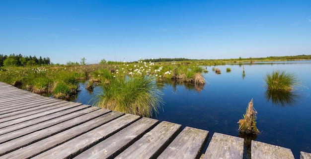 High Fens Hautes Fagnes uma paisagem de pântano na primavera