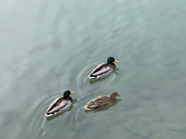 Highangle-Ansicht von drei Enten, die auf dem Wasser schwimmen