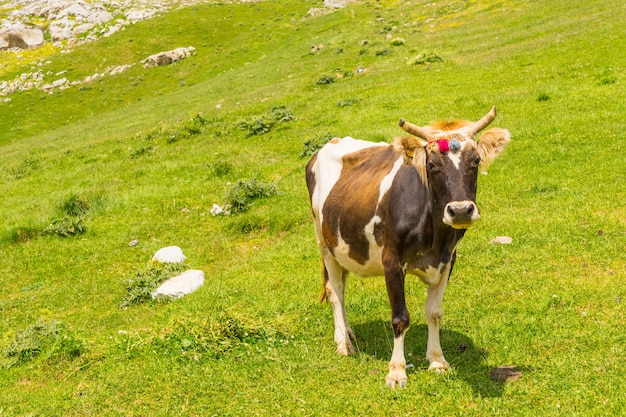 Highland Cow en un campo, Artvin, Turquía