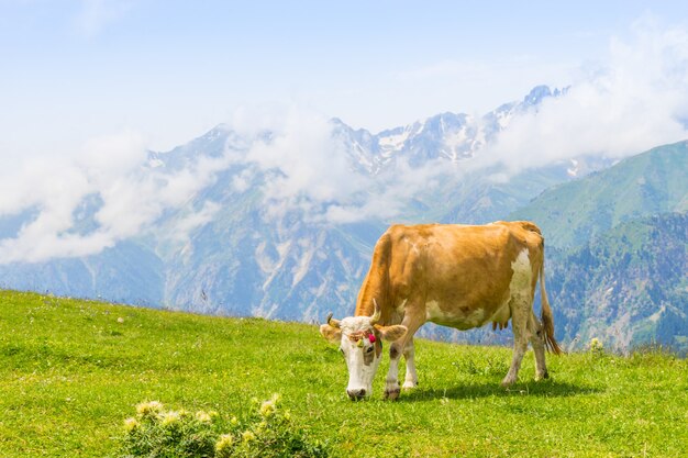 Highland Cow en un campo, Artvin, Turquía