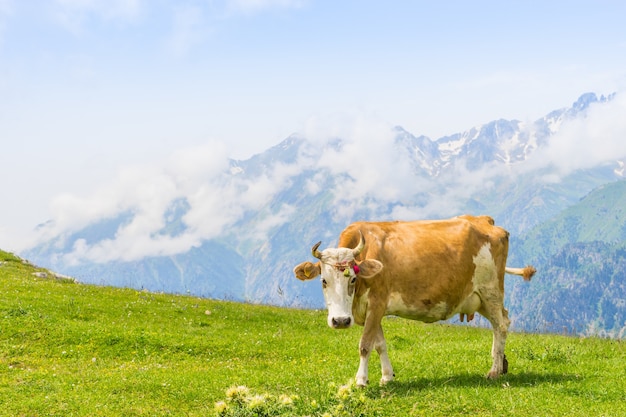 Highland Cow en un campo, Artvin, Turquía