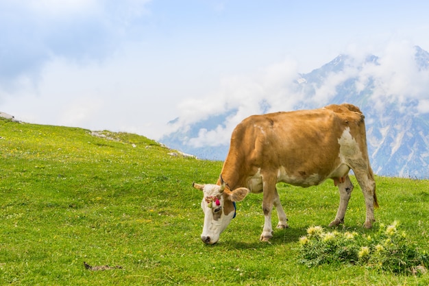 Highland Cow on a Field, Artvin, Turquia