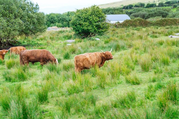 Highland Cow pastando pacíficamente en un exuberante prado escocés