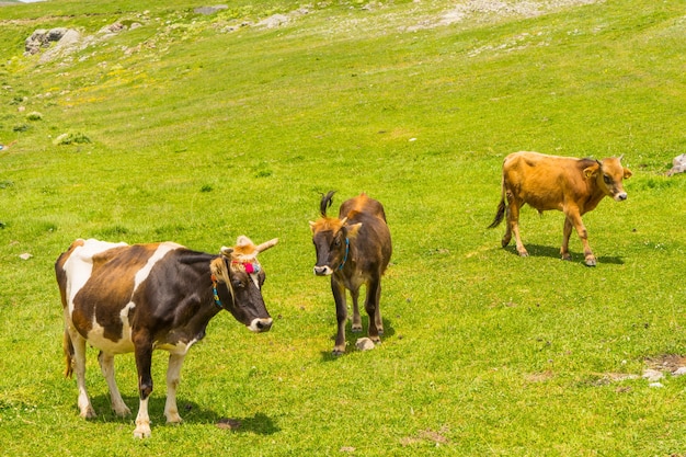 Highland Cows en un campo, Artvin, Turquía