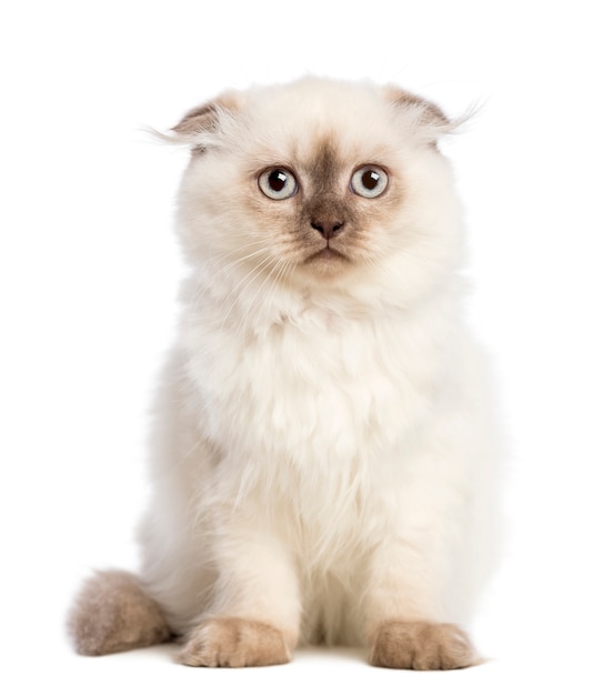 Highland fold gatinho sentado