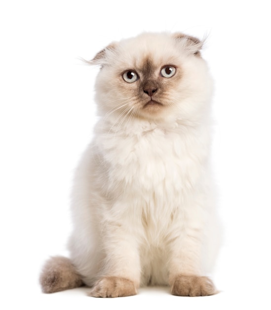 Highland fold gatinho sentado