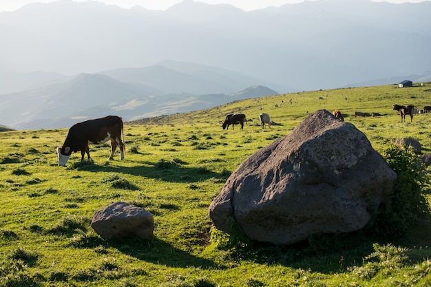 Highland Gado pastando na charneca