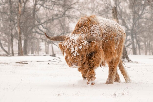 Highland ganado (Bos taurus taurus) cubierto de nieve y hielo. Paisaje invernal de los montañeses escoceses