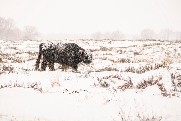 Highland ganado (Bos taurus taurus) cubierto de nieve y hielo.