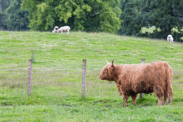 Foto highland ganado caminando en una granja en el campo escocés