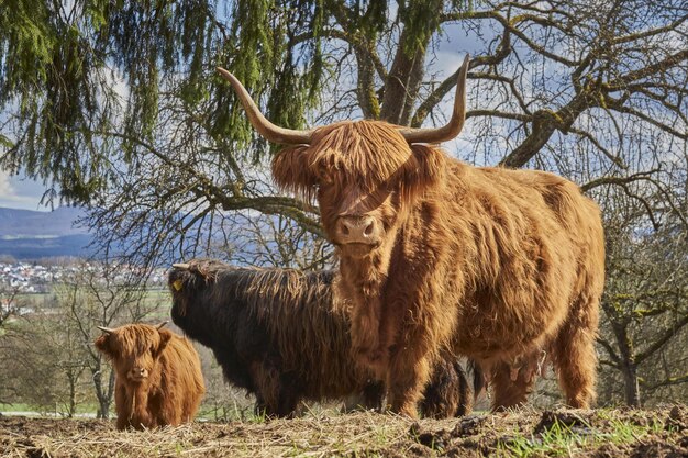 Highland Kuh und Kalb im Winter