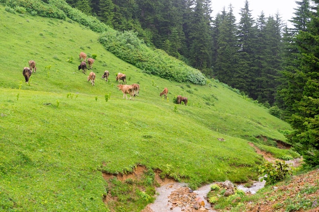 Highland vacas en un campo, Giresun, Turquía