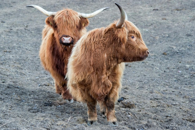 Highlander escocia vaca peluda nariz congelada