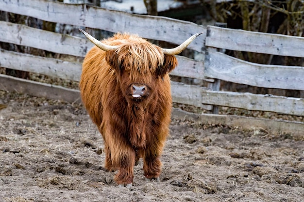 Highlander escocia vaca peluda nariz congelada