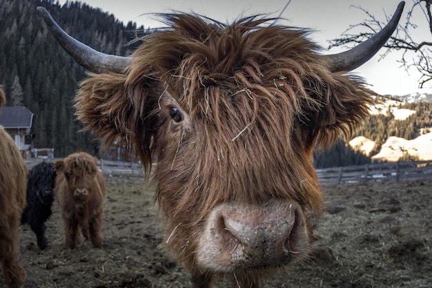 Highlander scotland vaca peluda detalhe do nariz congelado