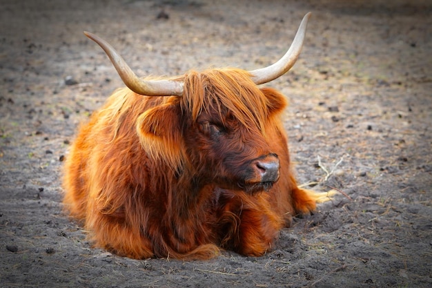 Highlands Cow langhaarige oder ingwerfarbene schottische Hochlandrinder auf dem Hügel