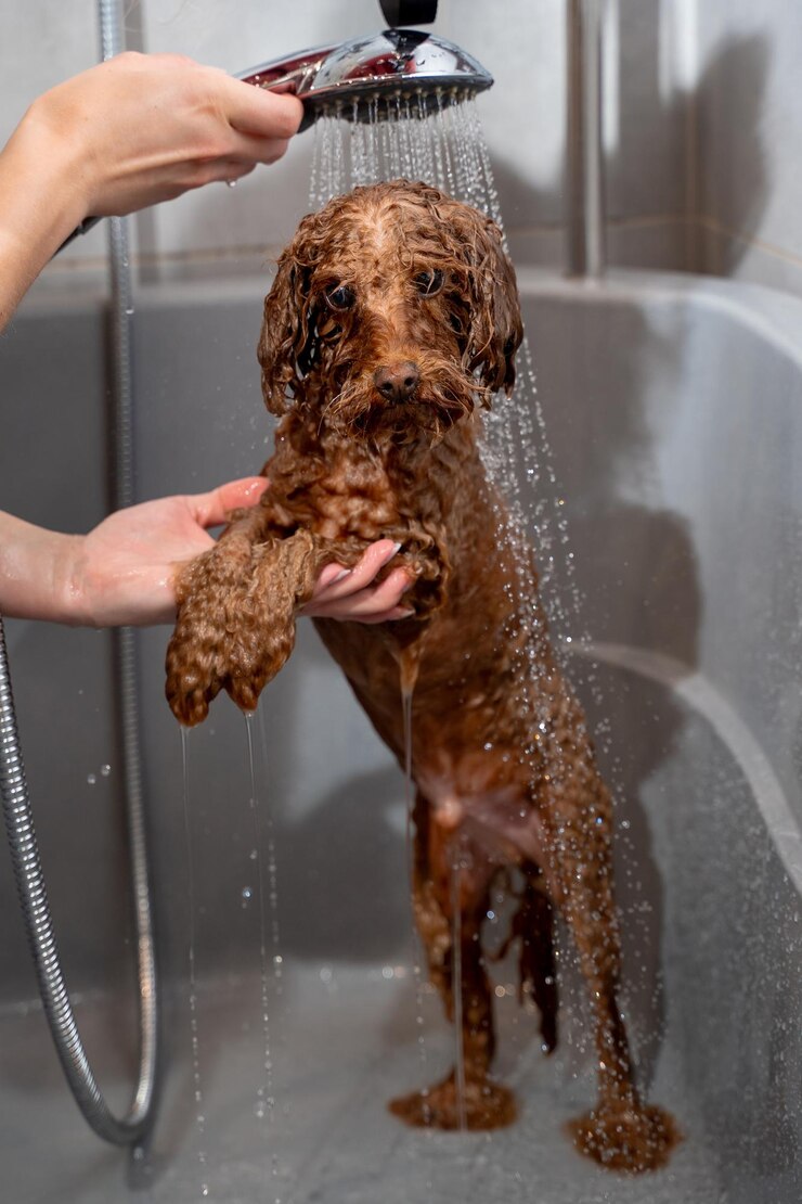 Foto higiene e higiene do cão groomer está ensinando a oficina sobre maneiras corretas de banhar o cão cute maltipoo está de pé sob o fluxo de água leve do chuveiro