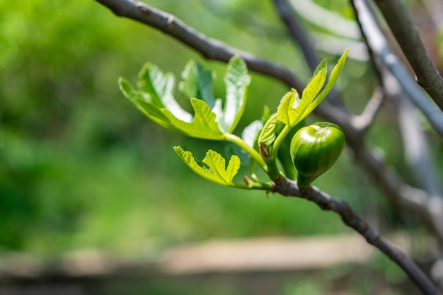 Higo verde inmaduro primer plano de higo joven en la rama de una higuera en verano verde fresco