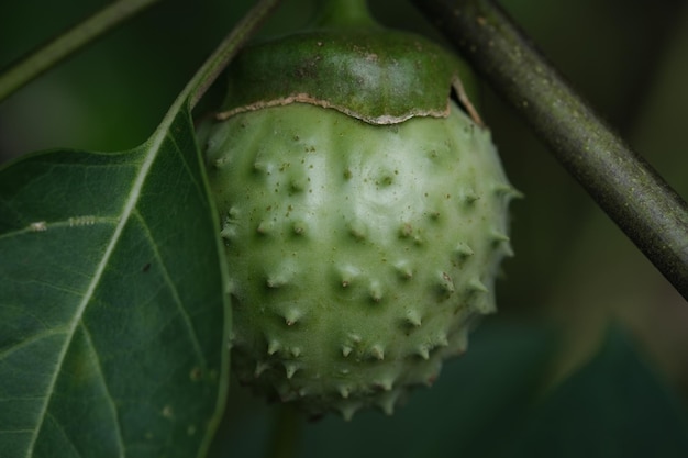 Un higo verde en una rama con la palabra "higo" en él