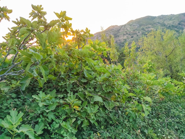 Higos en el árbol, higuera en taberrant marruecos.