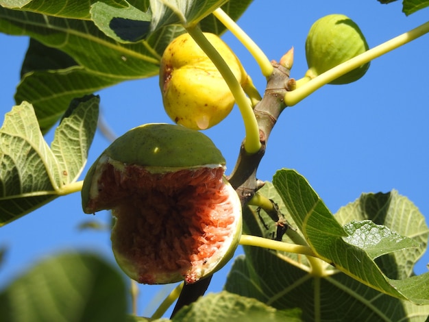 Higos en la rama del arbol