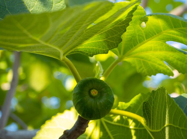 Higos Ficus carica en el árbol entre las hojas