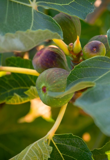 Higos Ficus carica en el árbol entre las hojas