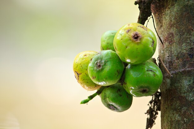 Foto higos de frutas en el árbol