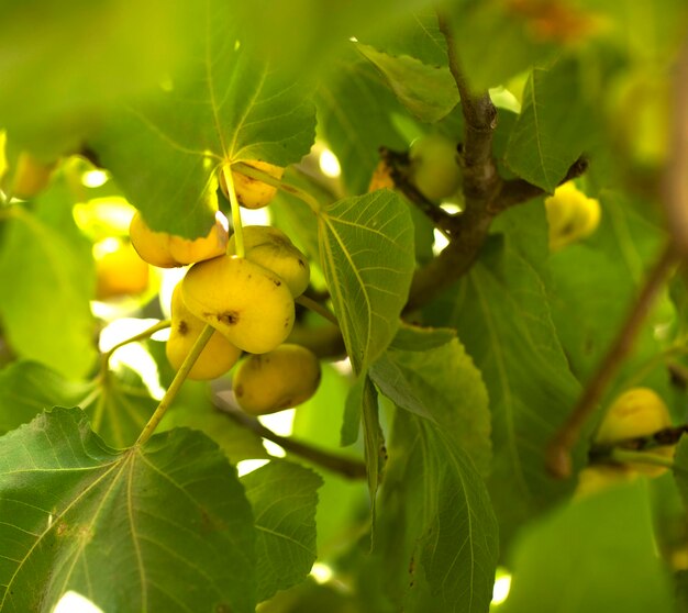 Higos maduros y dulces en el árbol