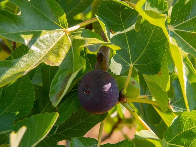 Higos maduros y maduros Ficus carica en una rama de árbol entre hojas verdes en Grecia