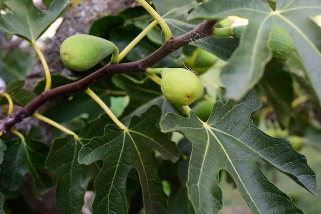 Higos en la planta listos para cosechar La Pampa Argentina