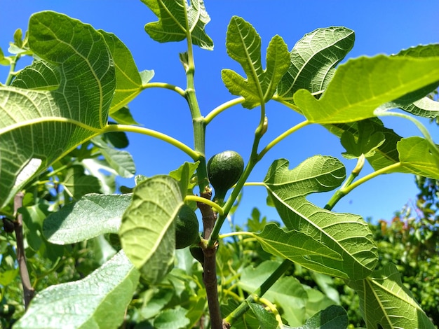 Higos en una rama Ramas verdes de una higuera Frutos en crecimiento en un árbol frutal Cielo azul en el fondo Imagen parcialmente desenfocada Primer plano
