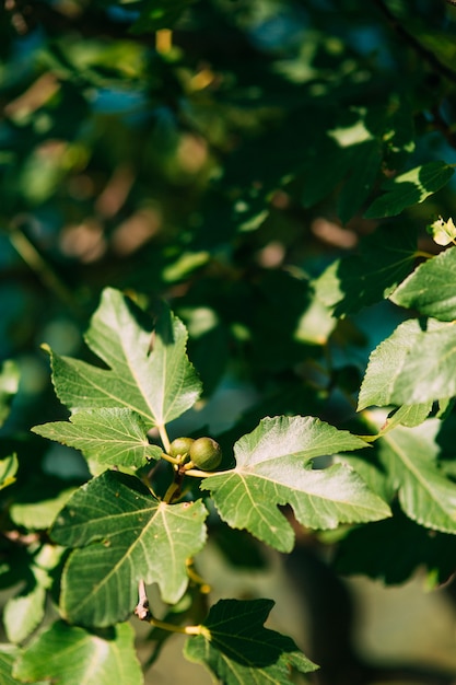 Higueras pequeñas frutas maduración higos en árbol