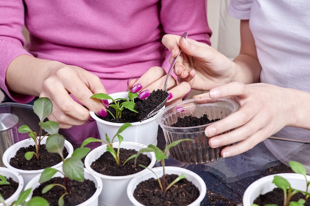 La hija ayuda a la madre a trasplantar plántulas de plantas en una maceta nueva en casa