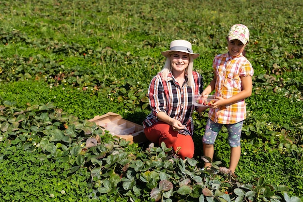 hija y madre está trabajando en el huerto, fresas cosechadas
