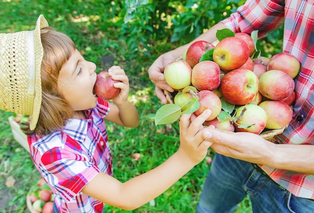 Hija y padre recogen manzanas en el jardín.