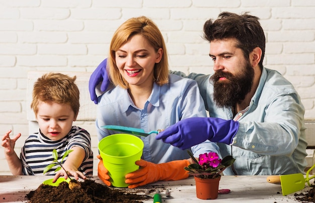 El hijo ayuda al padre y a la madre a plantar flores. Jardinería familiar. El niño ayuda a los padres a cuidar las plantas.