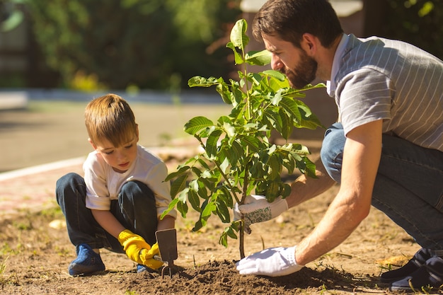 El hijo y el padre plantan un árbol.