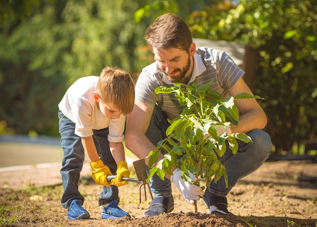 El hijo y el padre plantan un árbol.