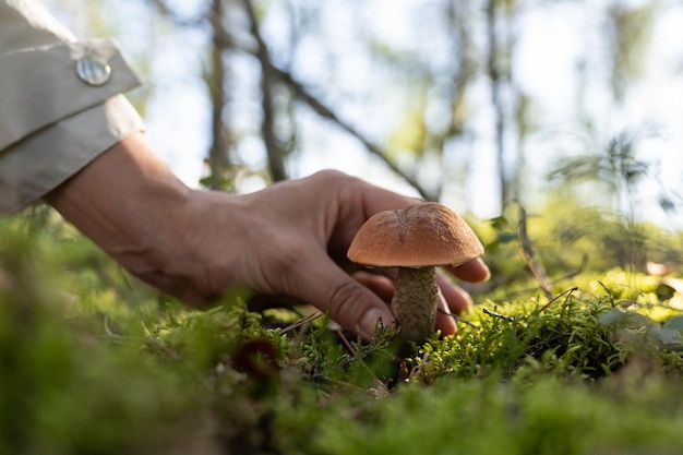 Hiker recoge setas para hacer un delicioso plato en un bosque verde iluminado por un rayo de luz solar