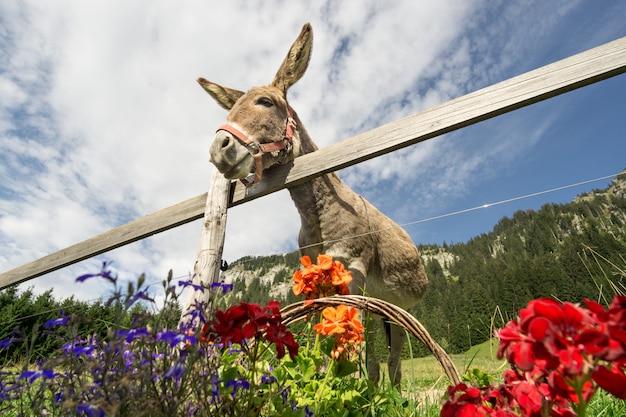 Hilarante burro de orejas grandes tiene hambre de flores.