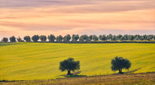 Una hilera de árboles en un campo agrícola con una puesta de sol al fondo