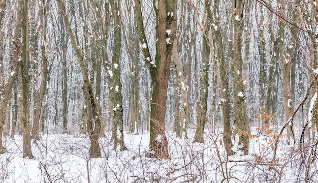 Hilera de árboles nevados en bosque de invierno. Paisaje de invierno_